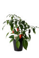 Chili- og peberplanter i 11 cm potte